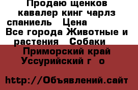 Продаю щенков кавалер кинг чарлз спаниель › Цена ­ 40 000 - Все города Животные и растения » Собаки   . Приморский край,Уссурийский г. о. 